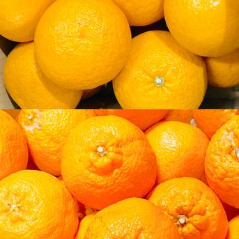 【選果落ち 訳あり品】熊本県産 不知火柑＆甘夏みかん 規格外 訳あり品 約8kg 箱込み【002】 デコハウスみかん 甘夏 サイズ 不揃い 柑橘類 柑橘 熊本 九州  熊本産  蜜柑 食品 家庭用 約8kg 箱込み 果物/その他柑橘類通販