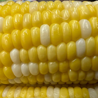 わたあめとうもろこし( ´ ▽ ` ) 6本 とうもろこし　6本 野菜/とうもろこし通販