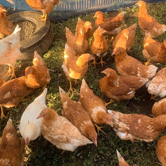《冷蔵》平飼い有精卵【40個】 10個入り×4パック 卵/鶏卵通販