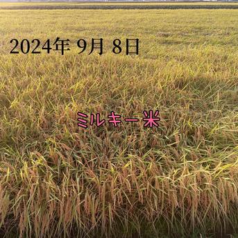 新潟県産ミルキークイーン5k 5kg 米・穀物/米/精米通販
