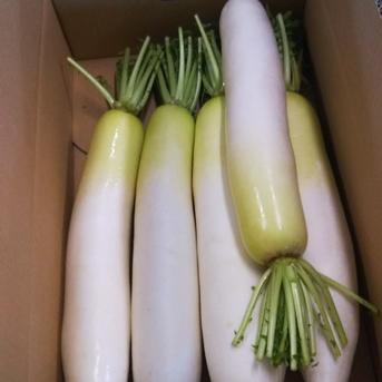 青首大根 B品 4本 4本 野菜/大根通販