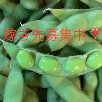枝豆〜まめ〜新潟の情報番組で紹介されました☆まず食べてみて☆【1kg】 1キロ（500g✖️２袋） 野菜/豆類通販