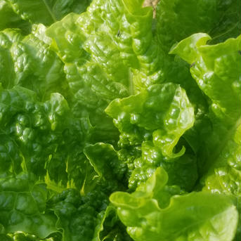 砂栽培☆サンチュ（１０枚入３０袋） 10枚×30袋 野菜/葉物通販