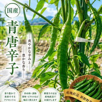 青唐辛子1kg 国産 淡路島からの辛い唐辛子 ｜ 野菜/スパイス 産直