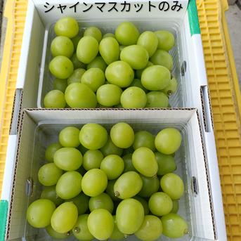 粒つぶぶどうパック(シャインマスカットのみ) 山形ぶどう 低農薬