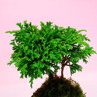 【1点限定　早く者勝ち！】苔玉　姫椹(ヒメサワラ) 高さ15㌢　重さ約300㌘ 花・植物/花・植物通販