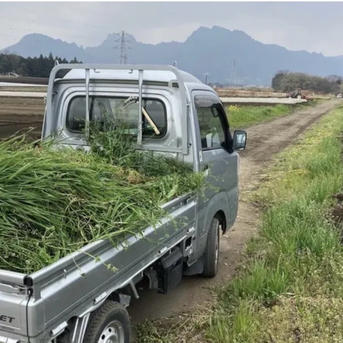 令和8年度 群馬県産 平戸にんにく 有機肥料栽培 化学農薬・除草剤不