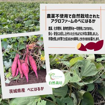 〇大感謝祭〇【送料相当分値引き中】 香り高いさつまいもチップス シナモンシュガー味 ３個セット　【期間限定・特別価格】 50g 3個 野菜/野菜の加工品通販