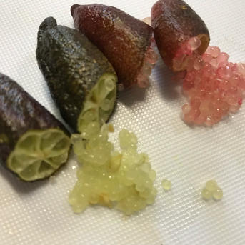白木果樹園産 フィンガーライムおまかせセット 約100g ｜ 果物/香酸