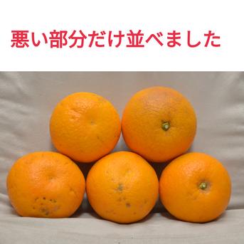 【訳あり】プリプリでジューシー！さつき八朔（樹上超熟八朔） ●4kg 【訳あり】4ｋｇ 果物/オレンジ・その他みかん通販