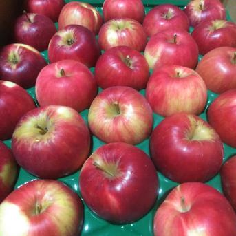訳あり紅玉10キロ ｜ 果物/りんご 産直アウル 農家・漁師など生産者 