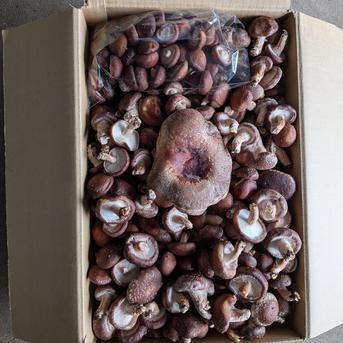 大盛り》冷蔵発送 お得 生椎茸80サイズに満タン4kg!!小〜中サイズ