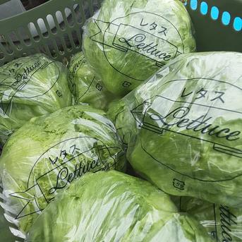 徳之島産シャキパリ玉レタス豊作限定商品8玉入りクール便 8玉約5㎏ 野菜/レタス通販