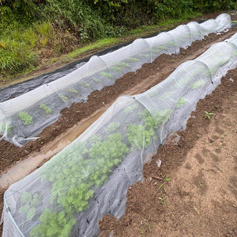 無農薬小松菜 2kg 野菜/小松菜通販