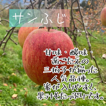 サンふじ20玉贈答用５kg サンふじ20玉5kg 果物/りんご通販