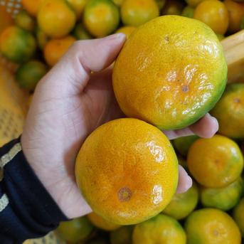 有田みかん【ゆら早生】Lサイズ以上10kg(箱込) 10kg(箱込) 果物/温州みかん通販