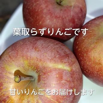 訳あり品】サンふじ10キロお買い得 40〜46玉 | 果物/りんご 産直アウル