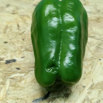 物価高騰に一役！！緑　サイズ無選別　規格外　4Kg ピーマン 野菜/ピーマン通販