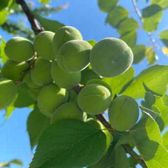 旬祭限定)山形県産青梅 白加賀梅たっぷり 2キロ ｜ 果物/青梅 産直
