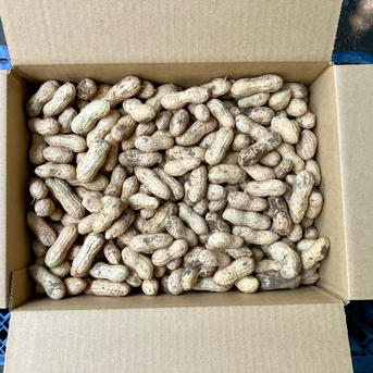 箱込み5kg 箱込5キロ 選別済【農家直送】新物生落花生 おおまさり 千葉県産