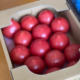 高糖度トマト サイズミックス 1箱 ｜ 野菜/トマト 産直アウル 農家