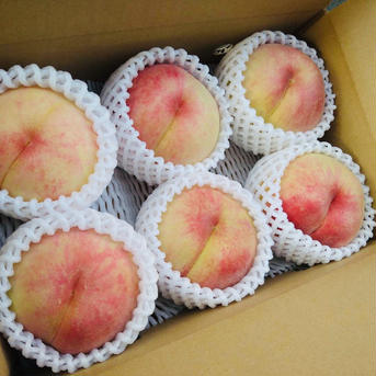 甘くてジューシー♡山形県産もも♡あかつき♡たっぷり12個 桃12個前後 果物/もも通販