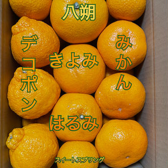 はるの柑橘6種類詰合せ 5キロ 超 果物/果物セット・詰め合わせ通販