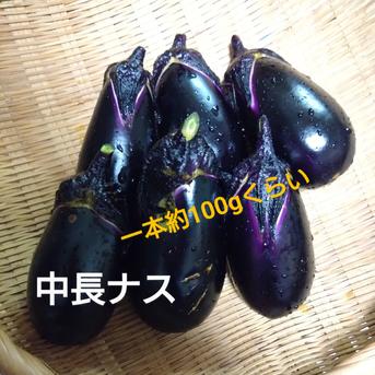 中長ナスと米ナスの食べ比べ 中長ナス5個くらい  米ナス5個くらい 野菜/茄子通販