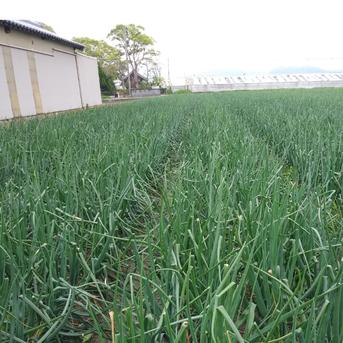 農家直送　淡路島産むき玉ねぎ３キロ ３キロ 野菜/玉ねぎ通販