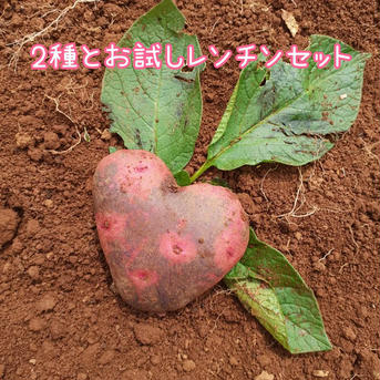 2種のカラフルじゃがいも簡単レンチン2袋 約5㎏ 野菜/じゃがいも通販