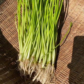 根っこも楽しめる小川セリ　5束　約400g 芹　せり 5束　約400g 野菜/葉物通販