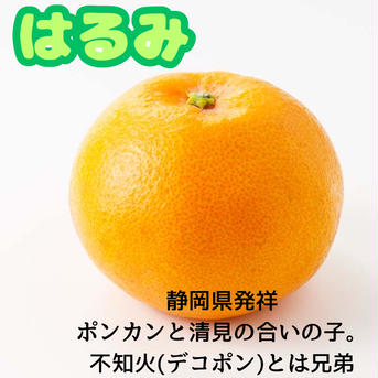 静岡柑橘を食べくらべ！中晩柑の詰め合わせ 中晩柑3種類✖️4つ、合計12個 果物/オレンジ・その他みかん通販