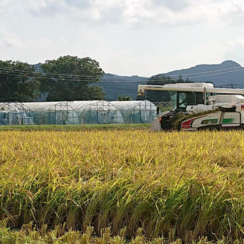 新米　大地のパワーが一粒一粒にこもってます！！あさくら舞米　金穂銀粒　ヒノヒカリ5㎏ 精米5キロ 米・穀物/米/精米通販