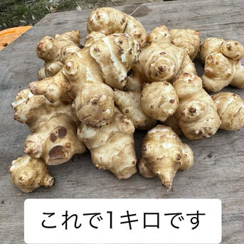 秋田県産オーガニック菊芋【5kg】 5kg 野菜/その他野菜通販