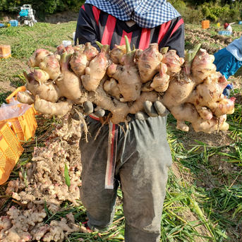 土付き新生姜と親生姜の詰め合わせ4kg 新生姜2kg 親生姜2kg 野菜/薬味通販