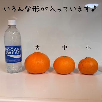 広がる香りに、ただ酔いしれる】完熟ハウスせとか《ご家庭用 5kg