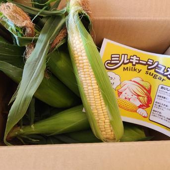 ぷりっぷり！とうもろこし【ミルキーシュガー ｜ 野菜/とうもろこし