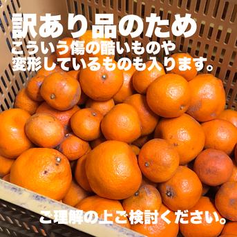 11/29正午まで】山北みかん 2Lサイズ 5kg 訳あり 家庭用 早生 木村 