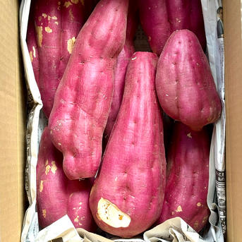 ともさん様専用さつまいも規格外訳ありおまけ付き箱込み20キロ以下