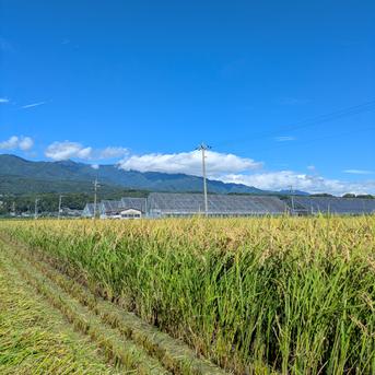 新米あきたこまち】精米5kg 南信州豊丘村産 ｜ 米・穀物/米/精米 産直