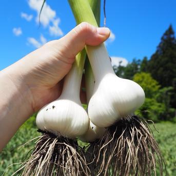 食品 【旬】生ニンニク 10kg 愛媛県産