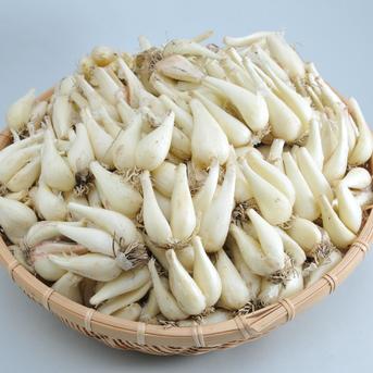 鳥取産 根付き 生らっきょう １０ｋｇ 【農薬・化学肥料使用量４０％以下】 根付らっきょう 根付らっきょう１０ｋｇ 野菜/その他野菜通販