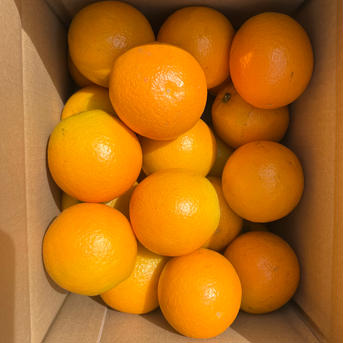 【旬祭限定】紀文の国産バレンシア3kg2Lサイズ バレンシア3kg 2Lサイズ15個前後入っています。 果物/オレンジ・その他みかん通販