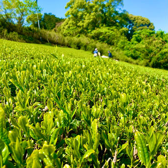 【2021年度産新茶】八十八夜摘み 3袋 新茶限定パッケージ♪ 静岡 牧之原 100g×3袋 お茶/緑茶通販