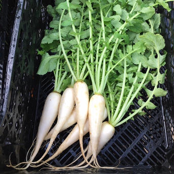 飲食店・大根好き必見‼️葉付きミニ大根3kg🥗 3kg 野菜/大根通販