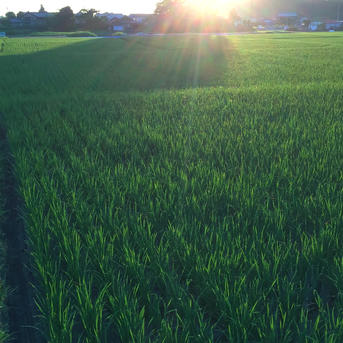 愛媛県西条産 にこまる 白米 9キロ ｜ 米・穀物/米/精米 産直アウル