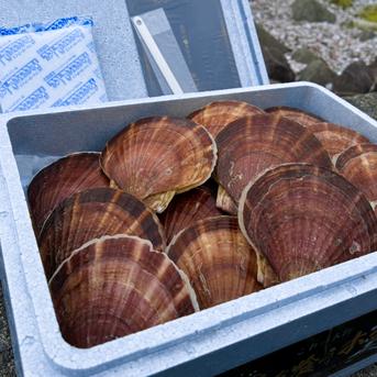 《数量限定20件!!》山六水産の２年貝【5kg】ヘラ付 5ｋ 魚介類/ホタテ通販