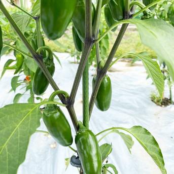 【冷凍唐辛子】国産ハラペーニョ（約400g）農薬・化学肥料不使用 200gｘ2セット 野菜/スパイス通販