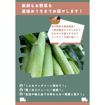 農家の賄い】朝取り新鮮訳ありヤングコーン 30本～50本 ｜ 野菜