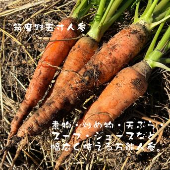 固定種にんじん2種のセット『筑摩野五寸 & 馬込三寸』(1.8kg) | 野菜